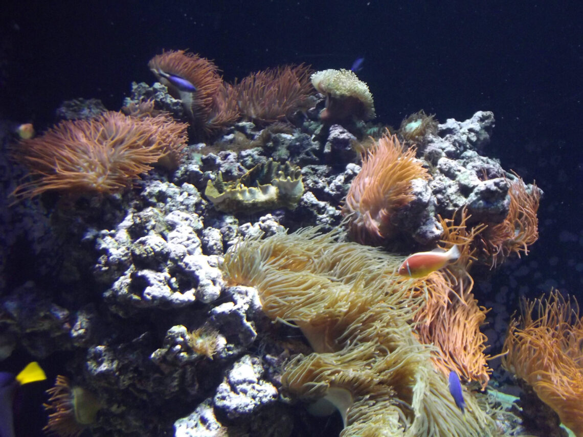 oceanário de lisboa