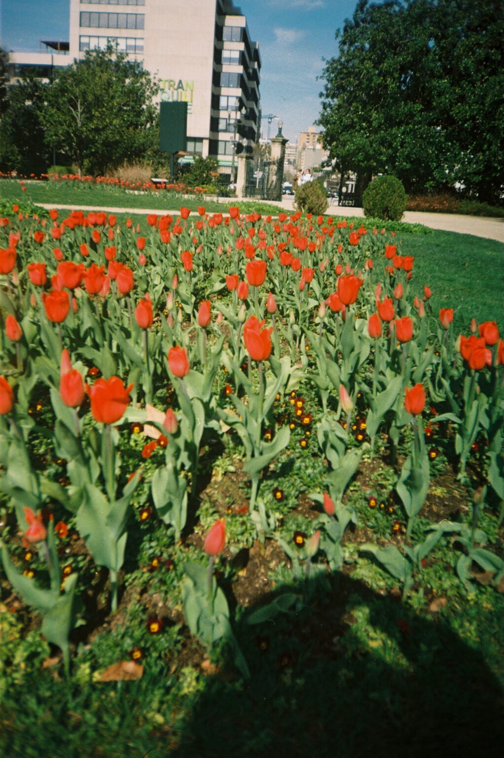 fotografia-analogica-minolta-af101r-asofiaworld-daylight13